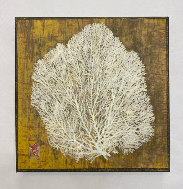 White Lace Nepal Sea Fan