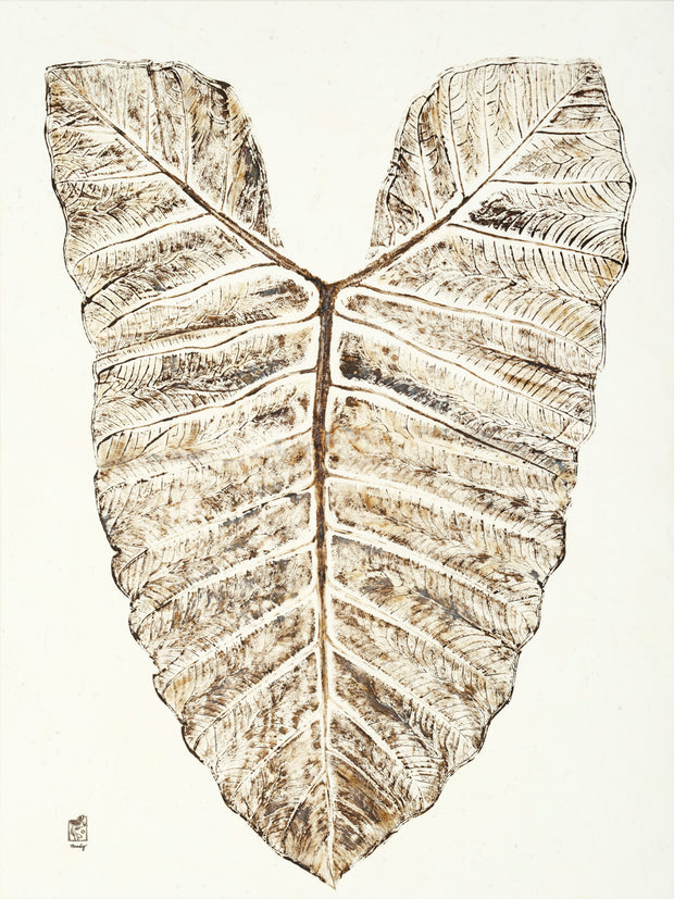 Elephant Ear Taro