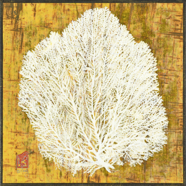 Golden Nepal Sea Fan #2
