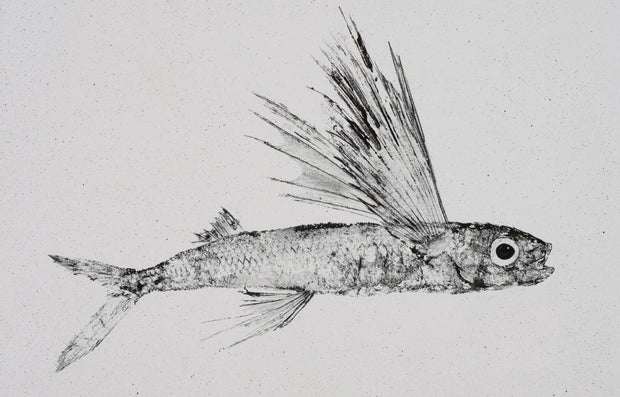 Traditional Gyotaku Malolo Flying Fish