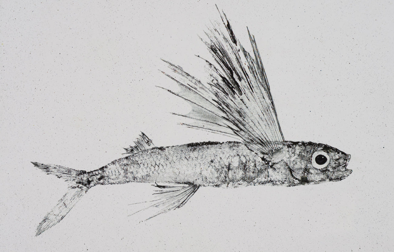 Traditional Gyotaku Malolo Flying Fish